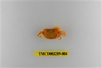 藏品(達觀澤蟹)的圖片